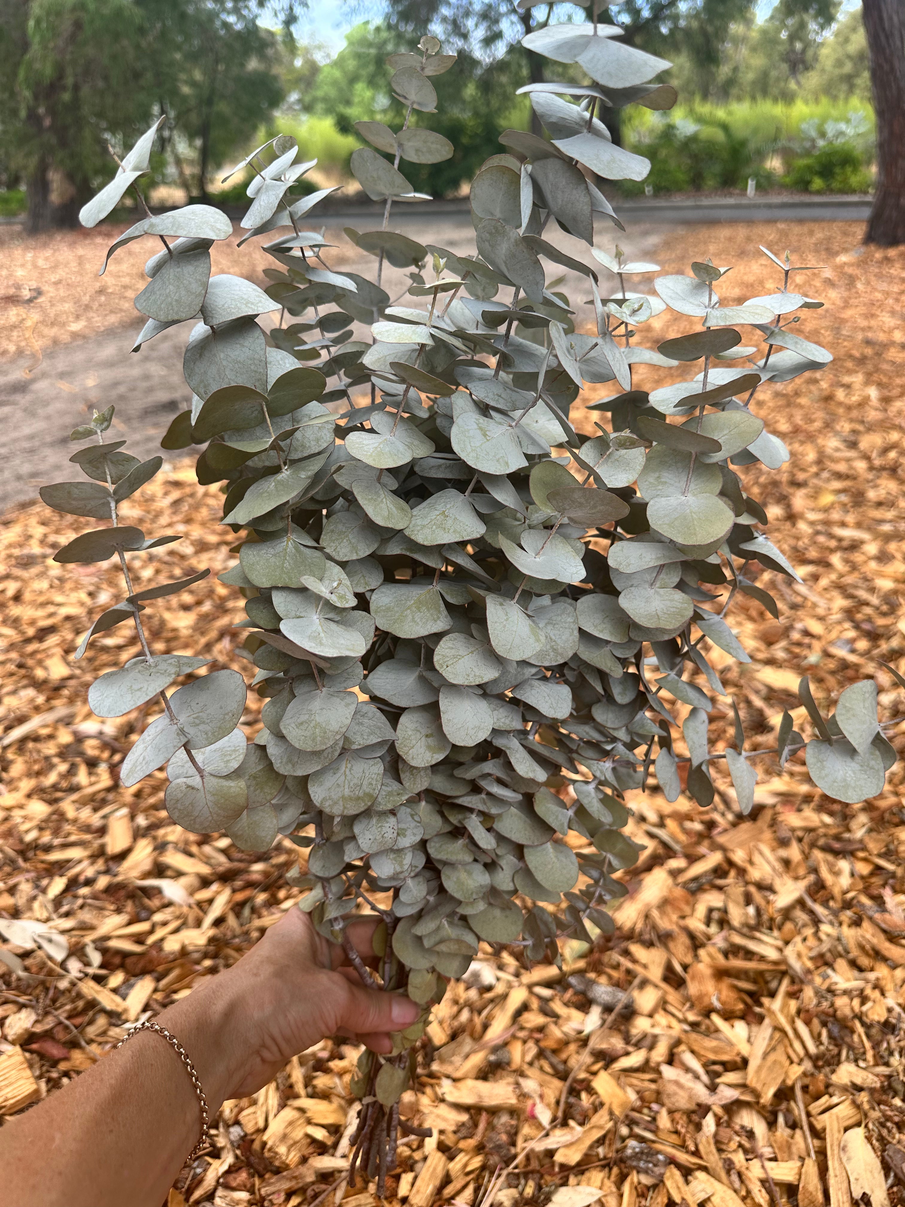 Wattle - Flowering - Dried – The Green Shed