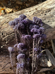 Rice flower - Frosty Blueberry