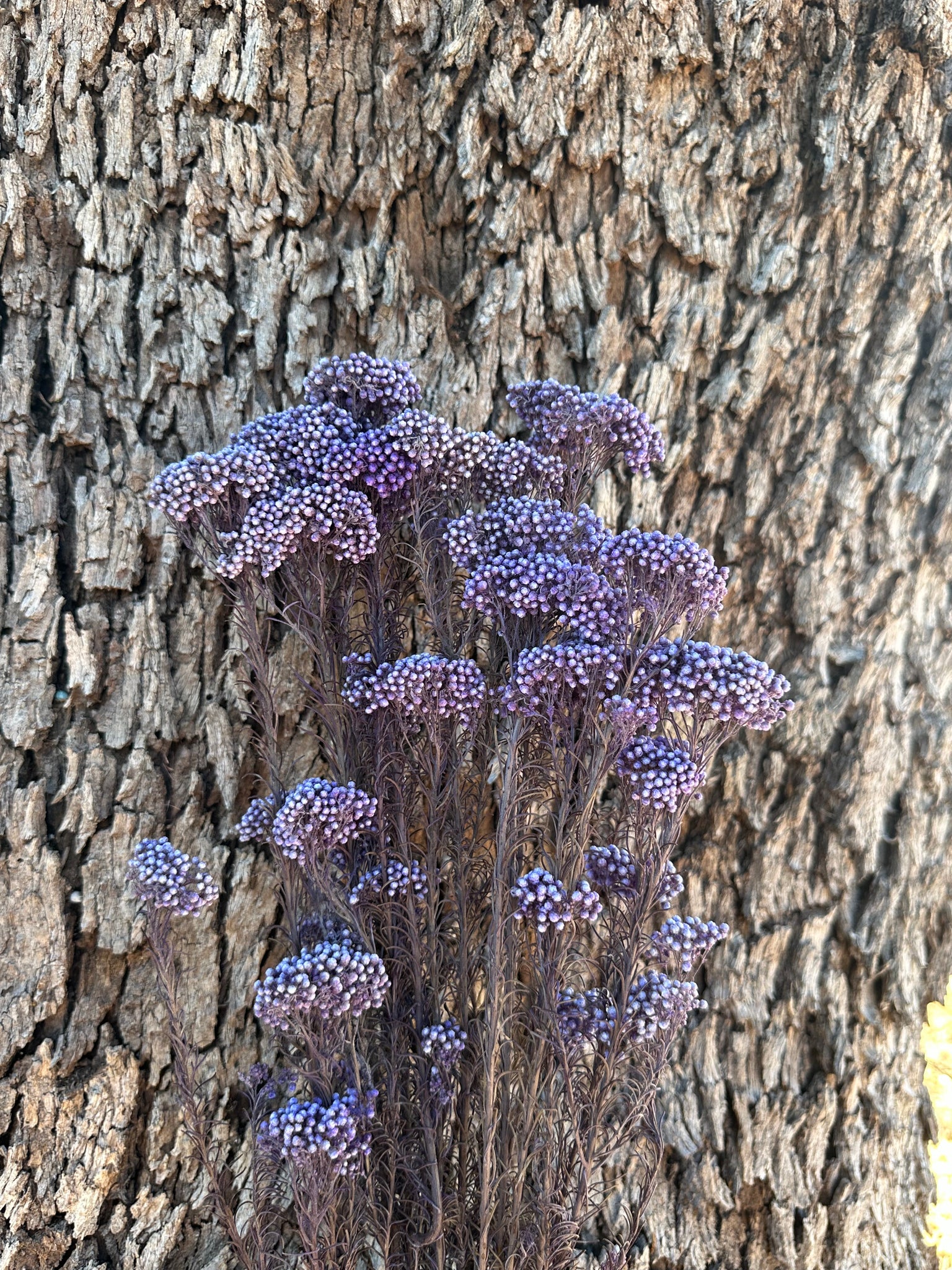 Rice flower - Frosty Blueberry