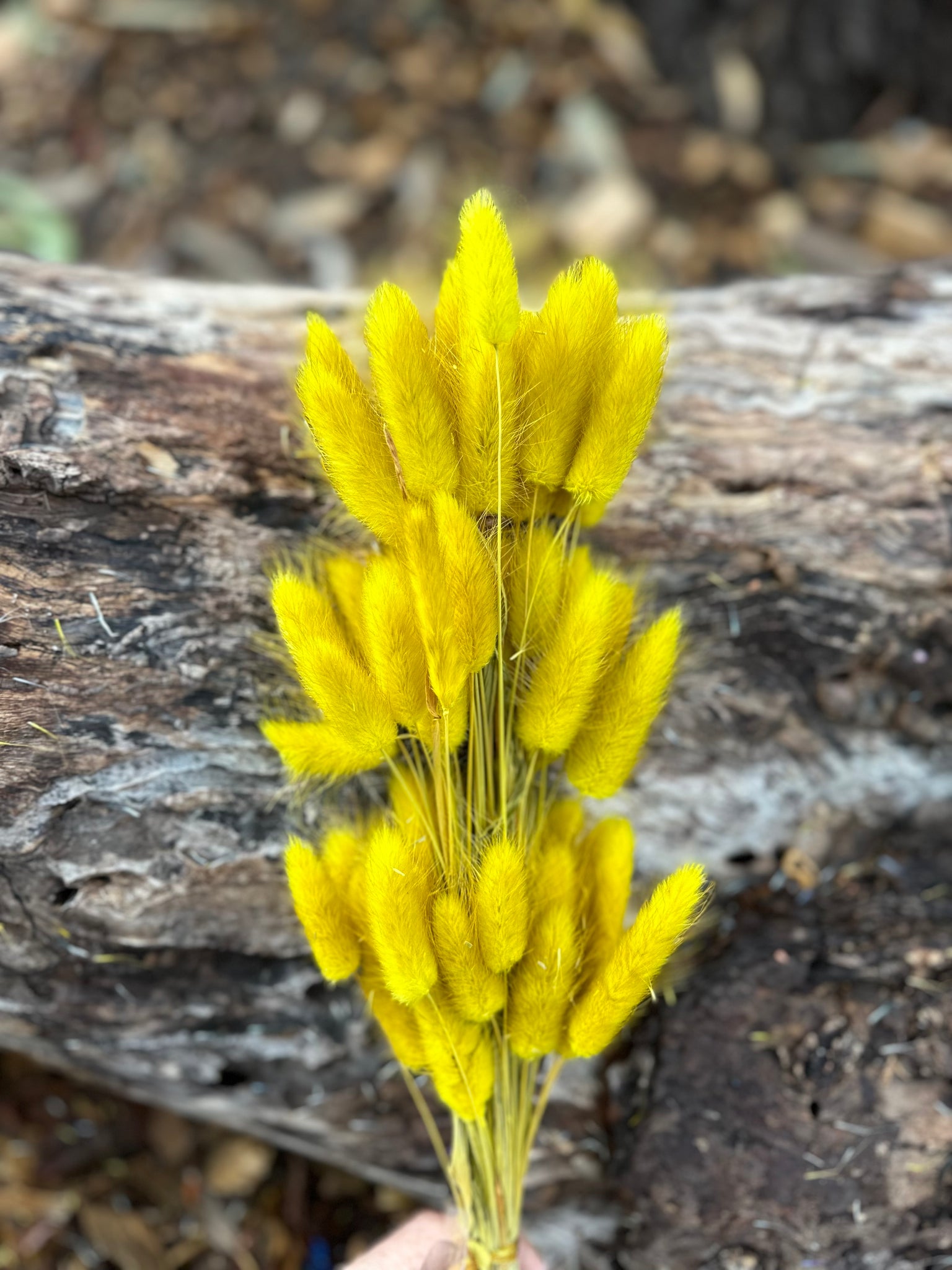 Bunny Tails/Pussy Tails - English Mustard Yellow