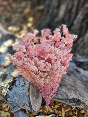 Baby's Breath - Gypsophila Preserved - Softest Lilac Pink