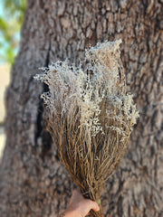 Smoke Bush - Preserved - Natural