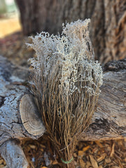 Smoke Bush - Preserved - Natural