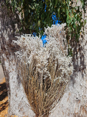 Smoke Bush - Preserved - Natural