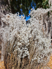 Smoke Bush - Preserved - Natural