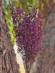 Stirlingia Flower - PRESERVED - Lilac Purple