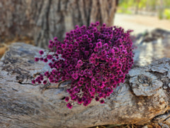 Stirlingia Flower - PRESERVED - Magenta Pink