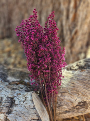 Stirlingia Flower - PRESERVED - Magenta Pink