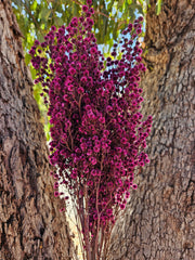 Stirlingia Flower - PRESERVED - Magenta Pink