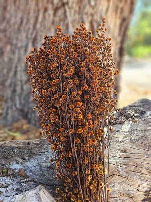 Stirlingia Flower - PRESERVED - Burnt Orange tones