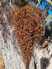 Stirlingia Flower - PRESERVED - Autumn Orange tones