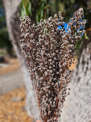 Stirlingia Flower - PRESERVED - Natural