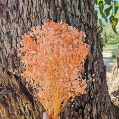 Baby's Breath - Gypsophila Preserved - Pastel Orange