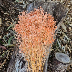 Baby's Breath - Gypsophila Preserved - Pastel Orange