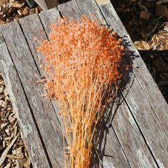 Baby's Breath - Gypsophila Preserved - Pastel Orange