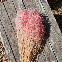 Baby's Breath - Gypsophila Preserved - Soft Pink