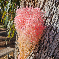 Baby's Breath - Gypsophila Preserved - Soft Pink