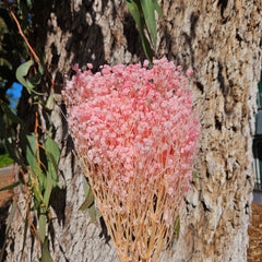 Baby's Breath - Gypsophila Preserved - Soft Pink