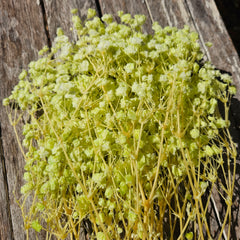 Baby's Breath - Gypsophila Preserved - Soft Lime Green