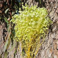 Baby's Breath - Gypsophila Preserved - Soft Lime Green