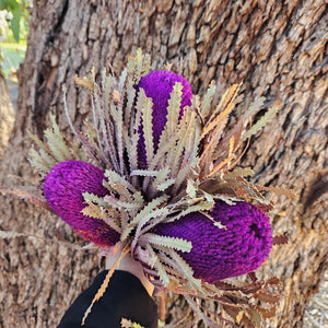 Banksia Hookeriana - Plum Purple