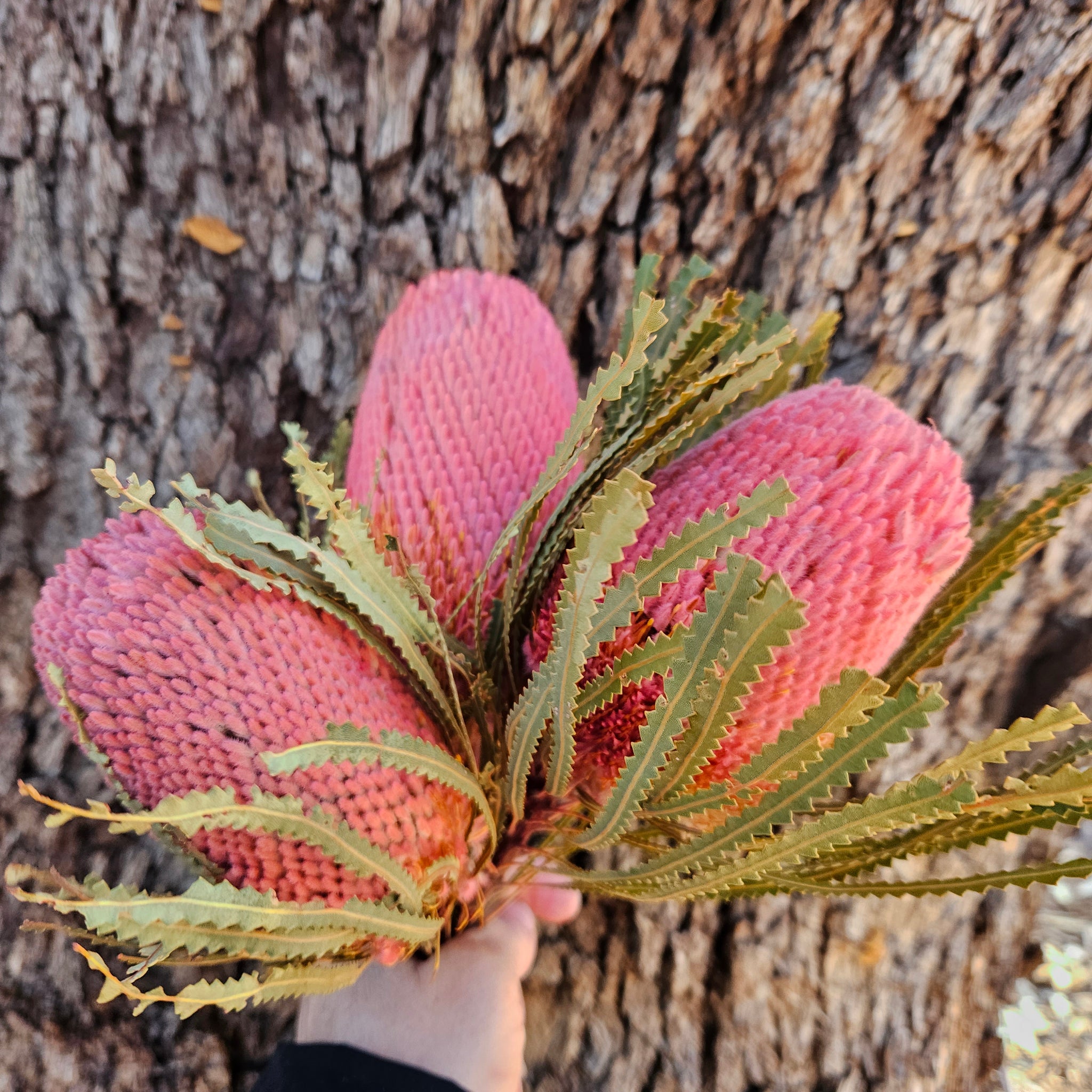 Banksia Hookeriana - Peachy Pink