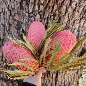 Banksia Hookeriana - Peachy Pink