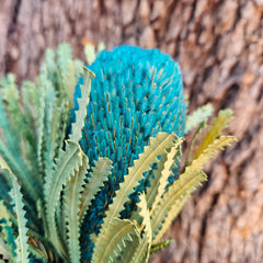 Banksia Hookeriana - Turquoise Blue