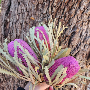 Banksia Hookeriana - Lilac Purple Tones