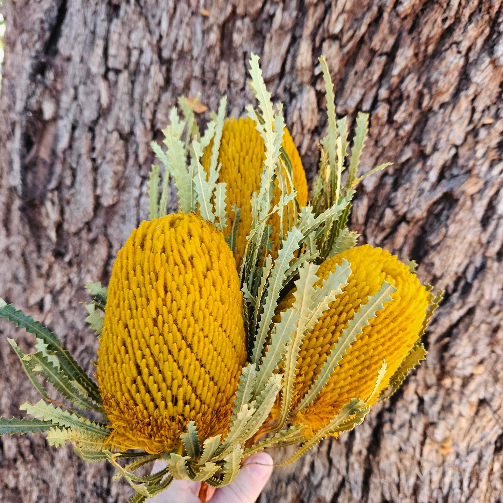 Banksia Hookeriana - Mustard Yellow