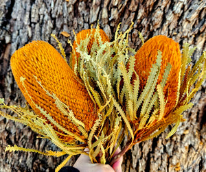 Banksia Hookeriana - Burnt Orange