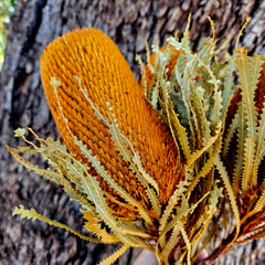 Banksia Hookeriana - Burnt Orange