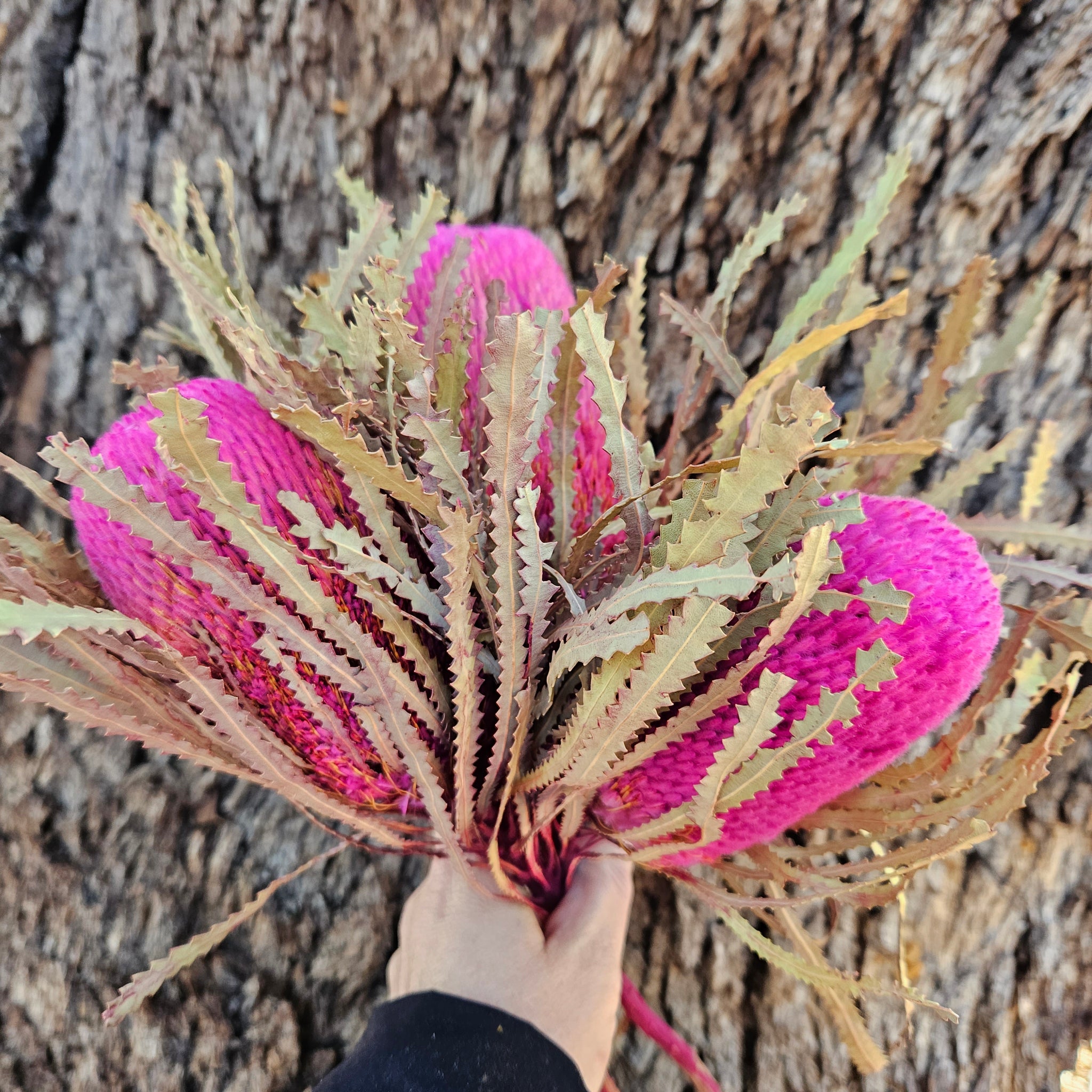 Banksia Hookeriana - Sweet Pink - Regular Head & Stem