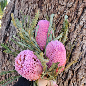 Banksia Hookeriana - Soft Pink