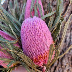 Banksia Hookeriana - Soft Pink - Regular Head & Stem