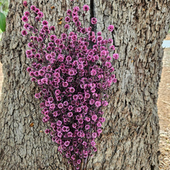 Stirlingia Flower - PRESERVED - Sweet Pink