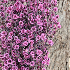 Stirlingia Flower - PRESERVED - Sweet Pink