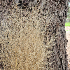 Grass - Love Grass - Natural blonde and wispy