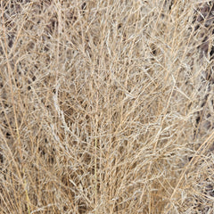 Grass - Love Grass - Natural blonde and wispy