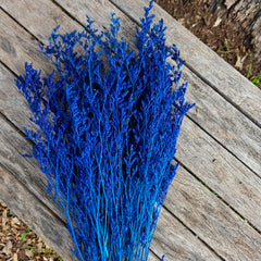 Limonium / Misty / statice - Sapphire Blue