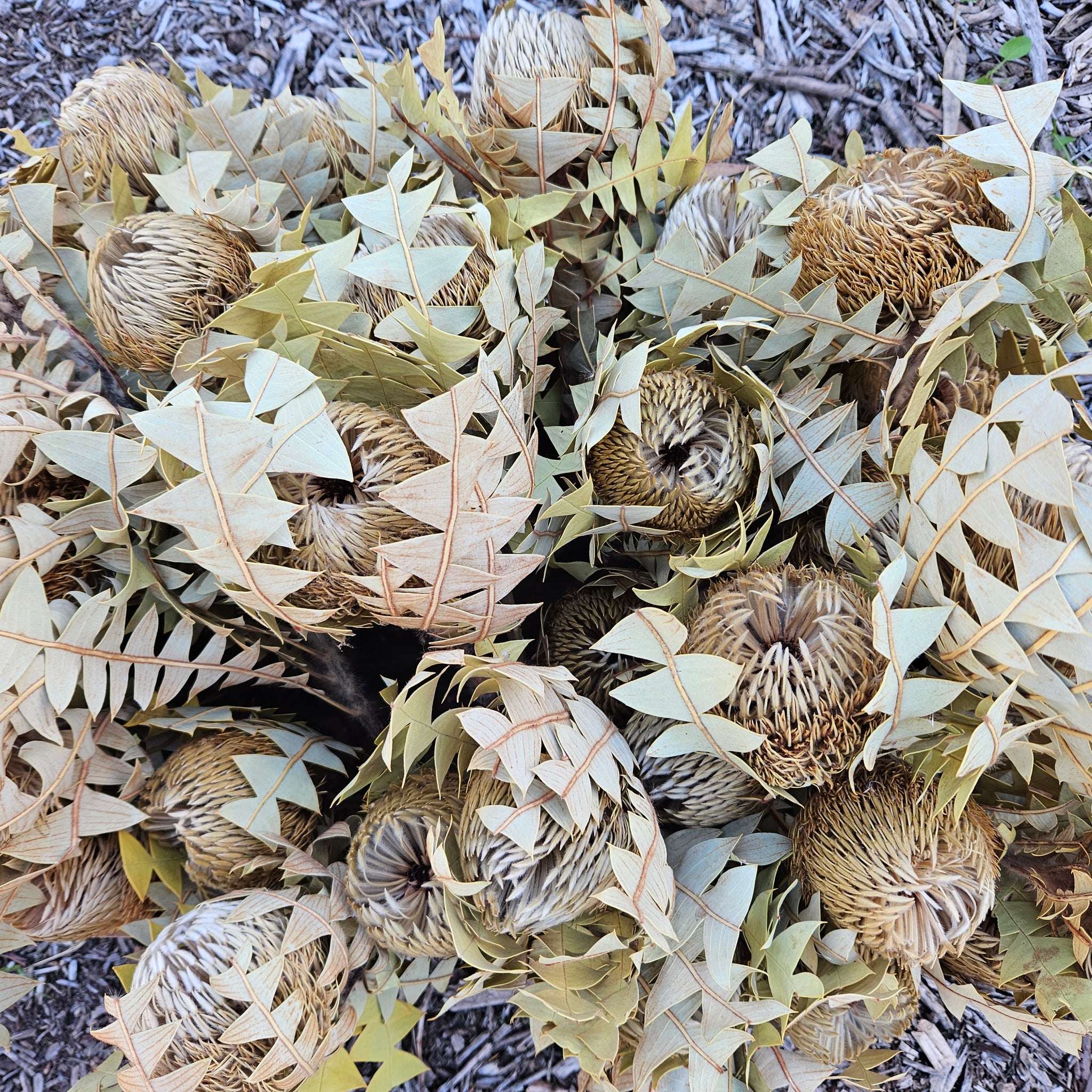 Bargain Corner - Banksia Baxteri - Natural