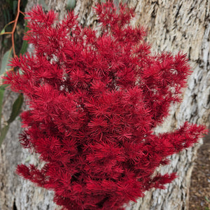 Ming Fern - Wine Red