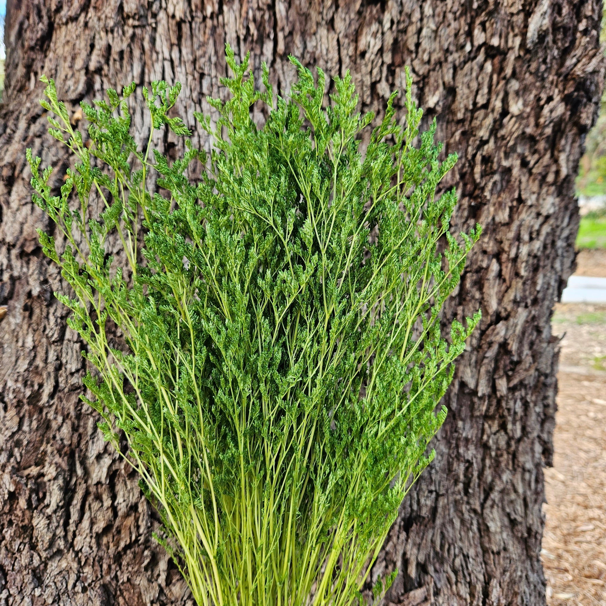 Limonium / Misty / statice - Rich Grass Green