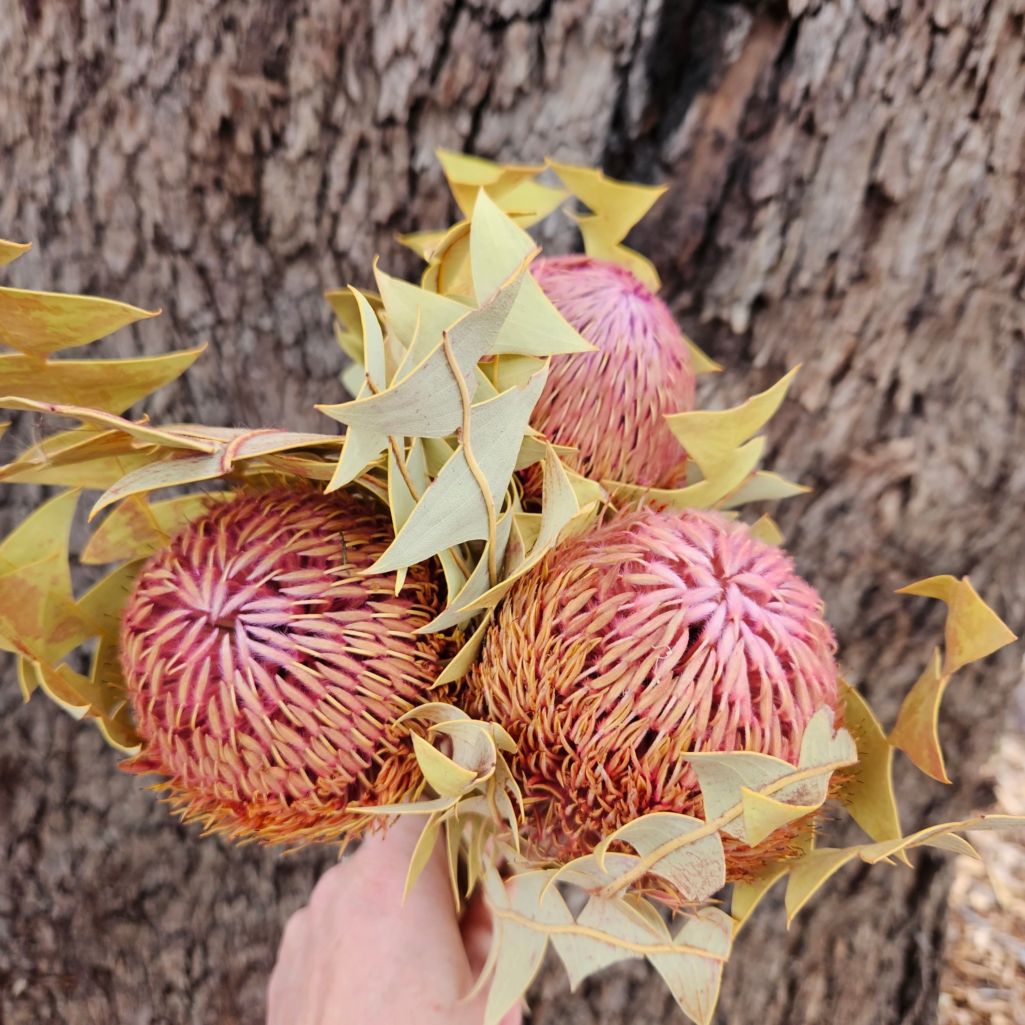 Banksia Baxteri - Pink Pearl