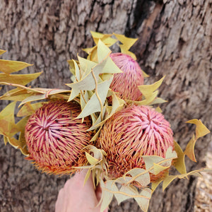 Banksia Baxteri - Pink Pearl