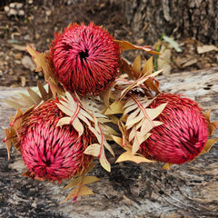 Banksia Baxteri - Rosy Pink