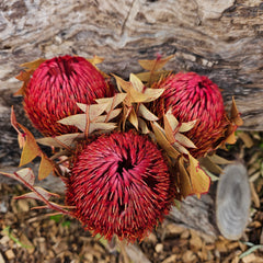 Banksia Baxteri - Rosy Pink