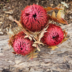 Banksia Baxteri - Rosy Pink