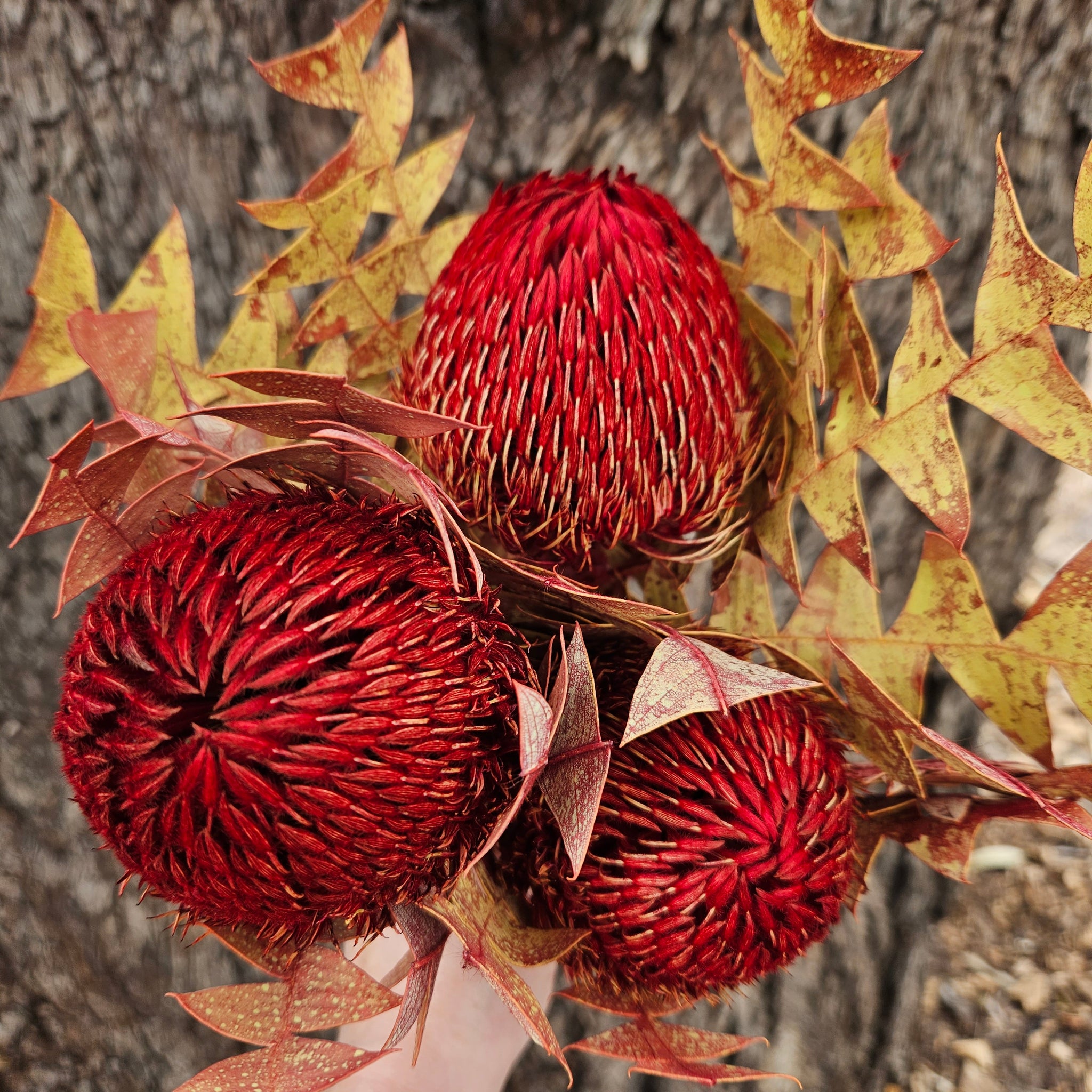 Banksia Baxteri - Crimson Red