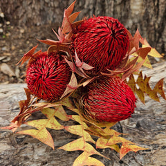 Banksia Baxteri - Crimson Red